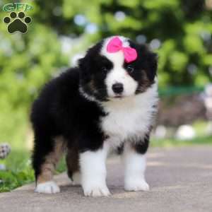 Cisco, Miniature Australian Shepherd Puppy